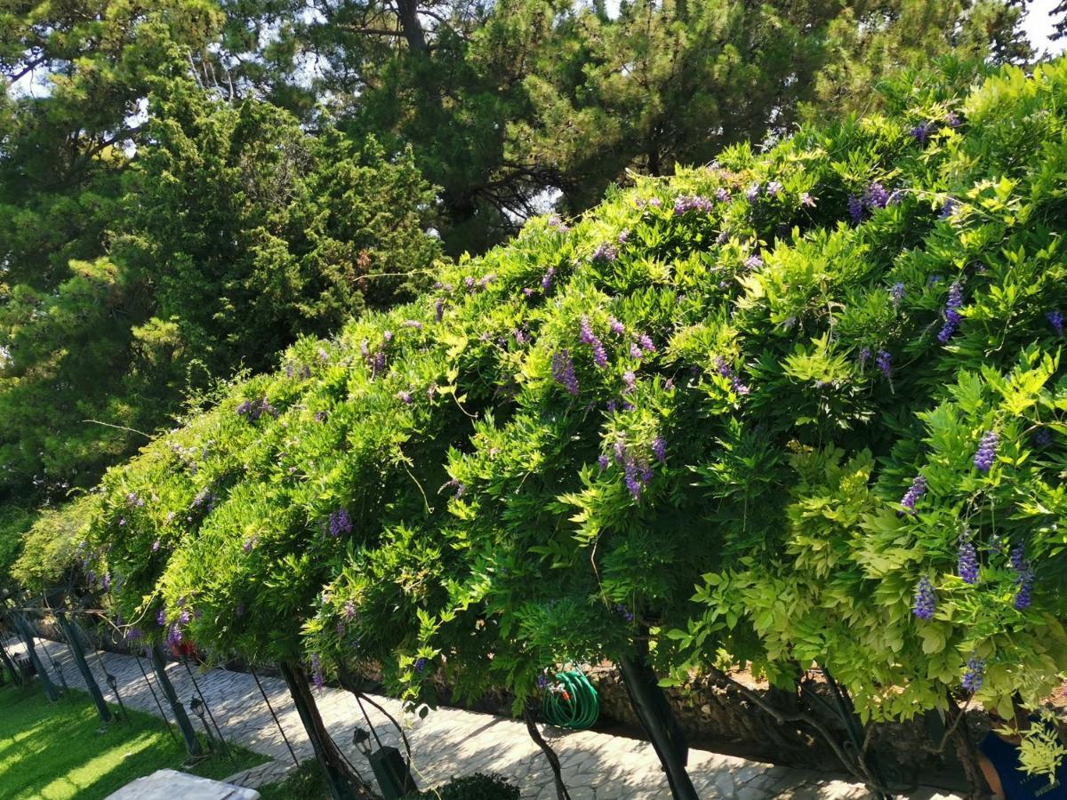Bloom Box Apartments Κραϊόβα Εξωτερικό φωτογραφία
