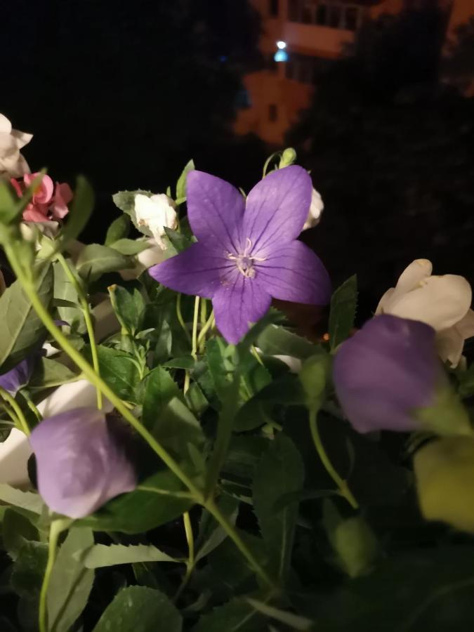 Bloom Box Apartments Κραϊόβα Εξωτερικό φωτογραφία