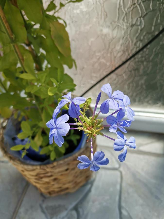 Bloom Box Apartments Κραϊόβα Εξωτερικό φωτογραφία
