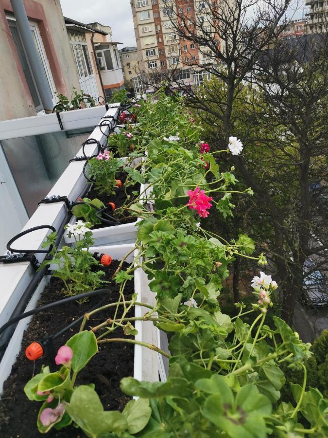 Bloom Box Apartments Κραϊόβα Εξωτερικό φωτογραφία
